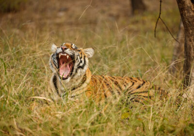 Roaring Through Ranthambore: A Kiwi’s Guide to the Tiger’s Den